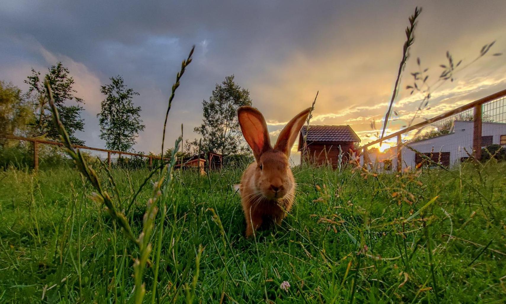 Vila Camphouse Chvalšiny Exteriér fotografie